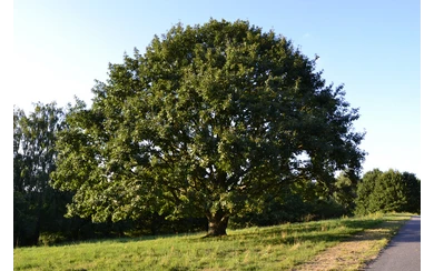 Baum_Foto Susanne  Thomas.JPG