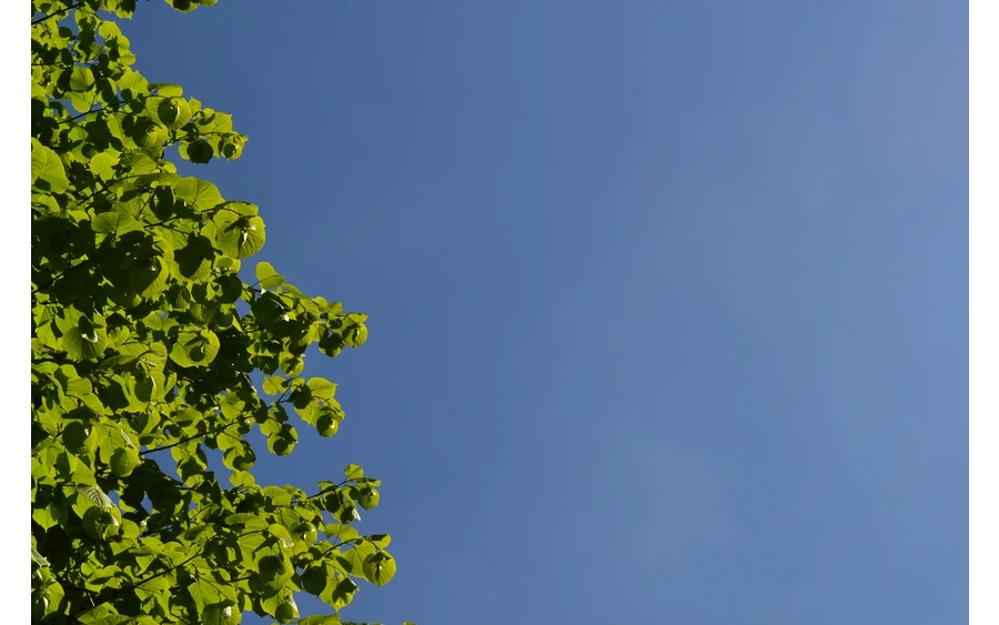 Linde Foto Susanne Thomas klein.jpg