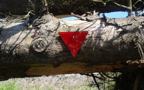 Baum mit Warndreieck Foto Susanne Thomas.JPG