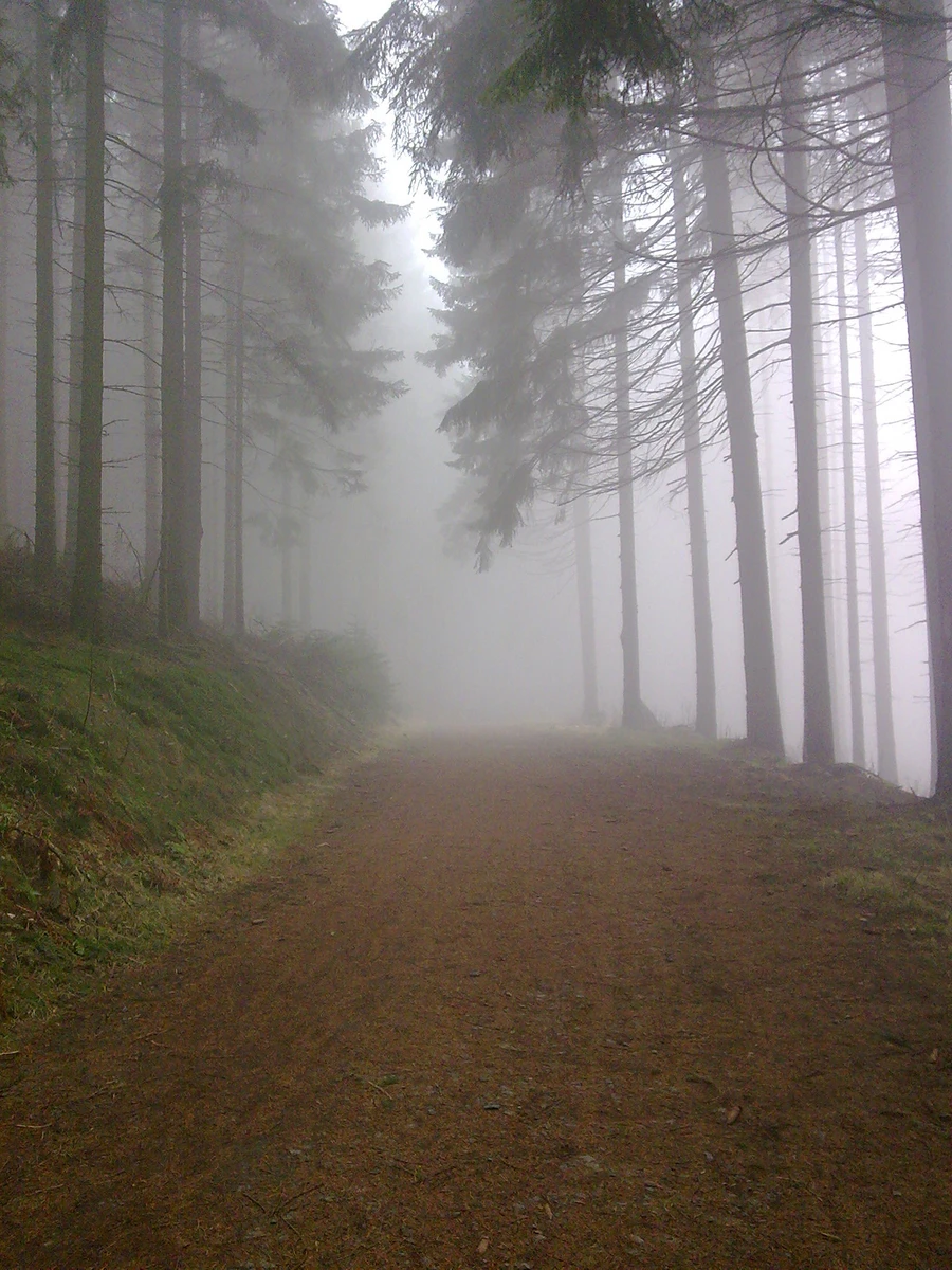 Nebelwaldweg im Sauerland_Foto Susanne Thomas.jpg