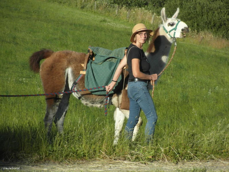 Ursula Oriwall, Lamawanderf&uuml;hrerin im Hochsauerland