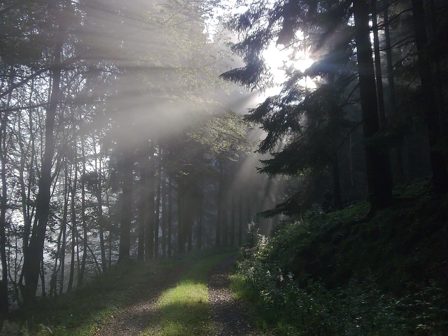Nebel im Sauerland 2_Foto Susanne Thomas - Kopie.jpg Nebel im Sauerland 2_Foto Susanne Thomas - Kopie.jpg