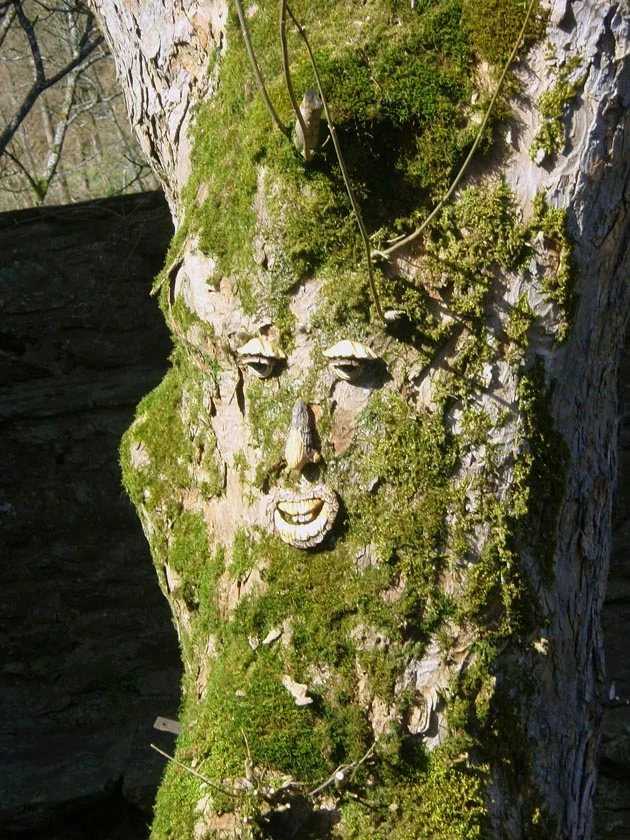 erz&auml;hlender Baum auf Burg Bilstein: Foto Susanne Thomas