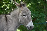 Esel lizenzfrei Pixabay (2).jpg