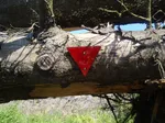 Baum mit Warndreieck Foto Susanne Thomas.JPG